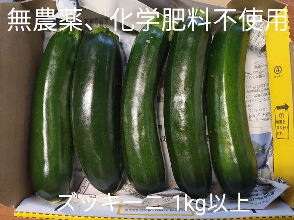 栽培期間中農薬、化学肥料不使用 ズッキーニ 緑 1kg