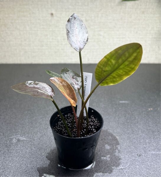 ADA ラゲナンドラ ミーボルディ レッド ②