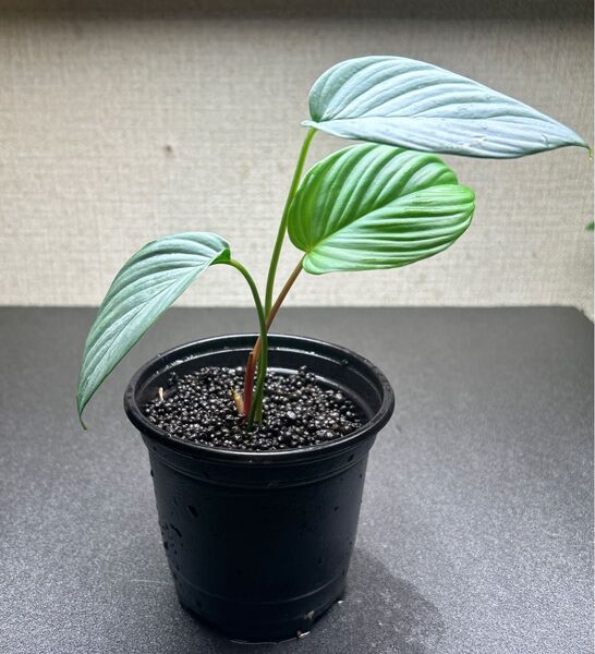Homalomena sp. Aceh sumatera【LA1118-03】謎銀 Type-1