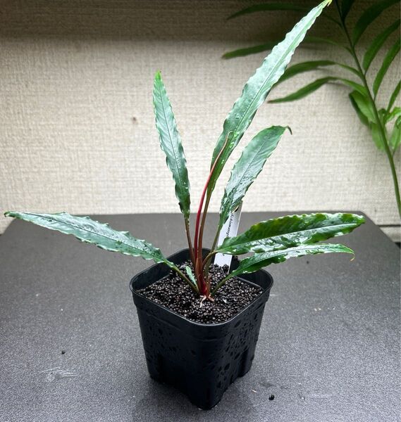 ADA LAB Schismatoglottis erecta ②