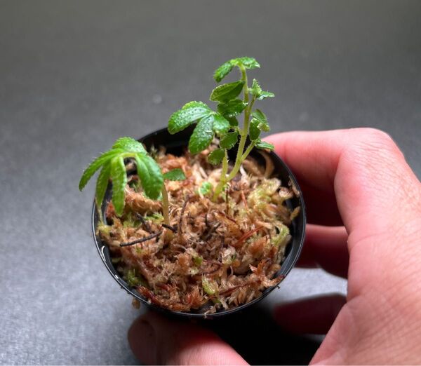 Elatostema sp.Lzon Philippines 500m KSB便