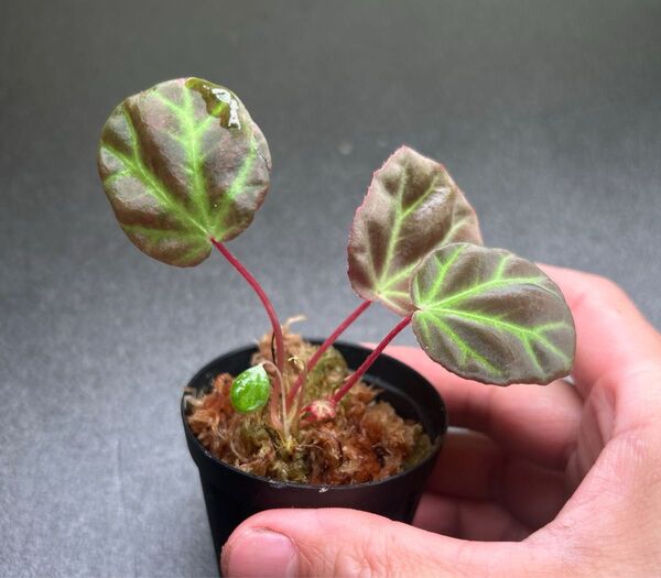 Begonia sp. Aceh sumatra 【LA817-04】