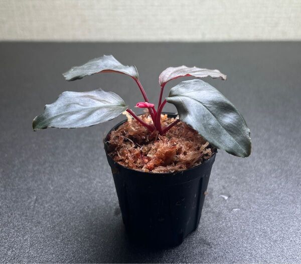 Homalomena sp. Platinum Fril ③