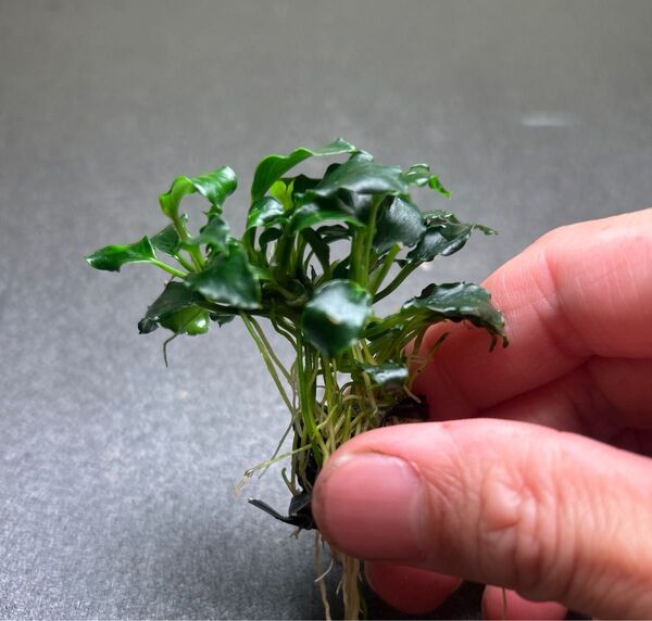 アヌビアス キリンミニ 溶岩石付き ④