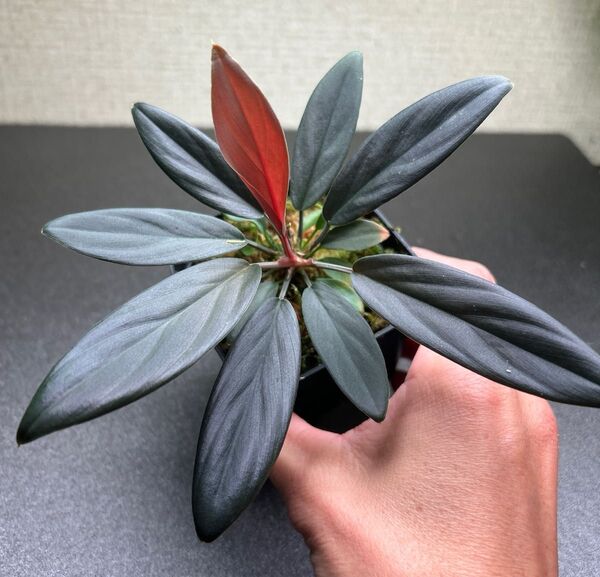 Homalomena LR×謎2【LA-hyb.22-15】