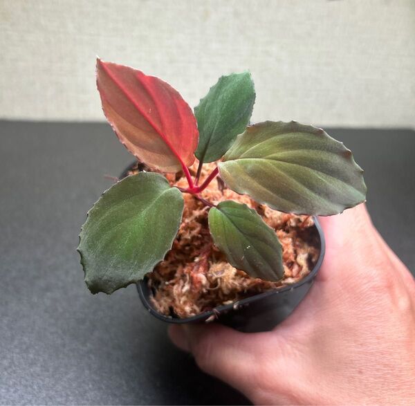 Homalomena sp.“Honey Bee BLK”from Kapuas 【AZ0317-5】 2020 release