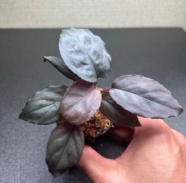 Homalomena sp. Platinum Frill ①