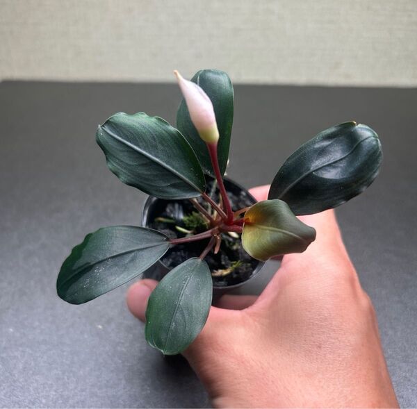 Bucephalandra sp. Silver Gray (インボイス株)