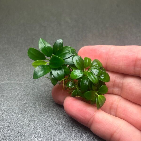 ADA アヌビアスナナ プチ ① 溶岩石付き 無農薬