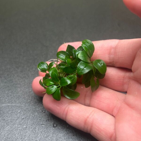 ADA アヌビアスナナ プチ ③ 溶岩石付き 無農薬