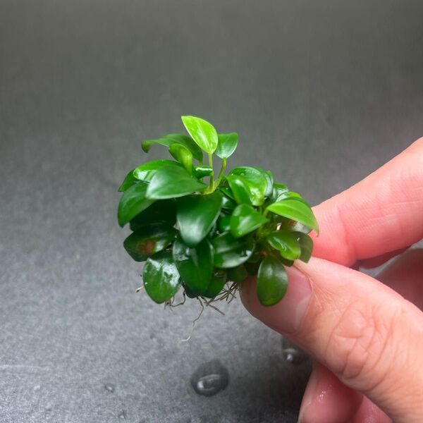 ADA アヌビアスナナ プチ ④ 溶岩石付き 無農薬