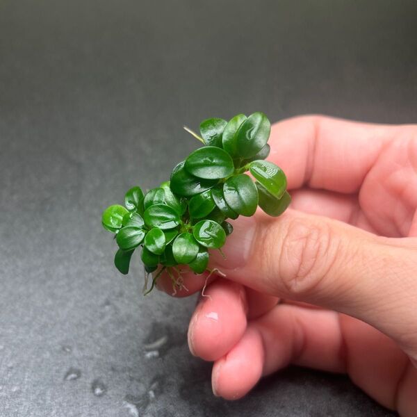 ADA アヌビアスナナ プチ ⑥ 溶岩石付き 無農薬