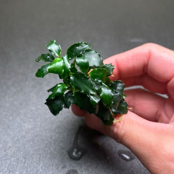 アヌビアス キリンミニ 溶岩石付き ②
