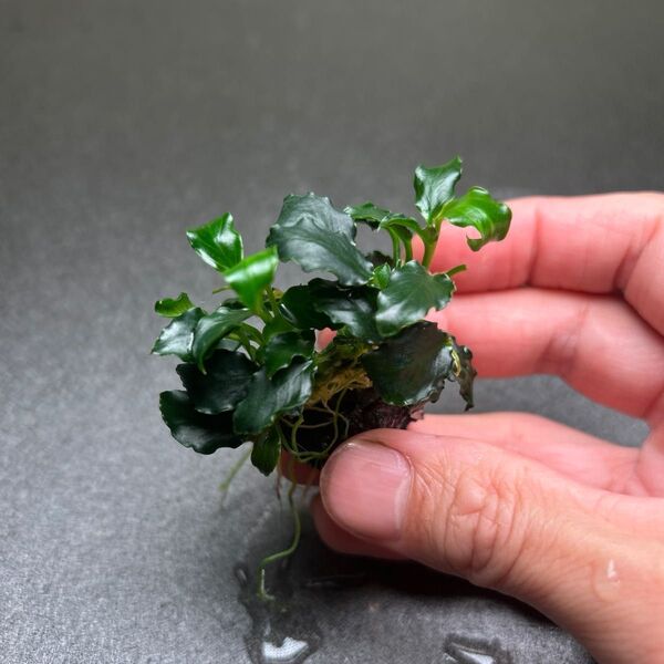 アヌビアス キリンミニ 溶岩石付き ③