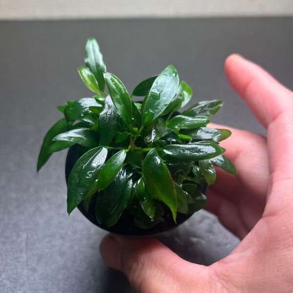 アヌビアス チリハラペーニョ ①