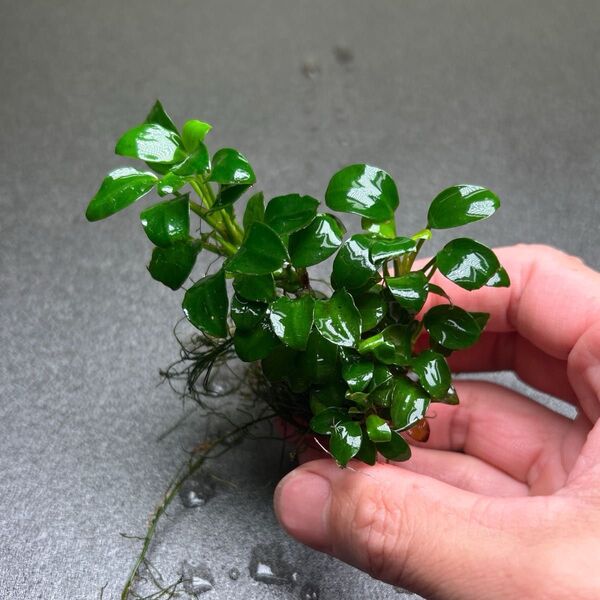 ADA アヌビアスナナ プチ 溶岩石付き ② 水中葉