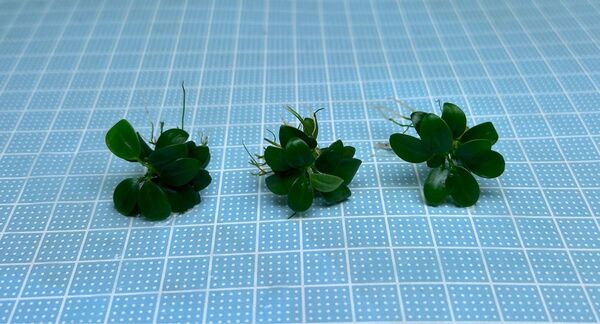 ADA アヌビアスナナ プチ J 無農薬