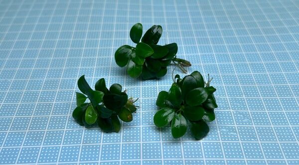 ADA アヌビアスナナ プチ E 無農薬