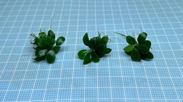 ADA アヌビアスナナ プチ G 無農薬