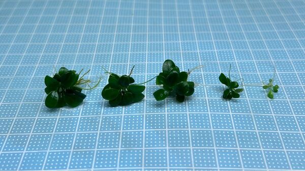 ADA アヌビアスナナ プチ L 無農薬