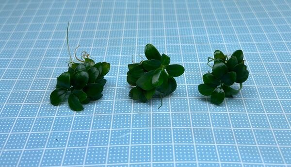 ADA アヌビアスナナ プチ H 無農薬