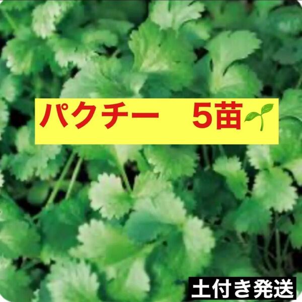 パクチー苗 5本 無農薬 香草 コリアンダー 香菜 ハーブ