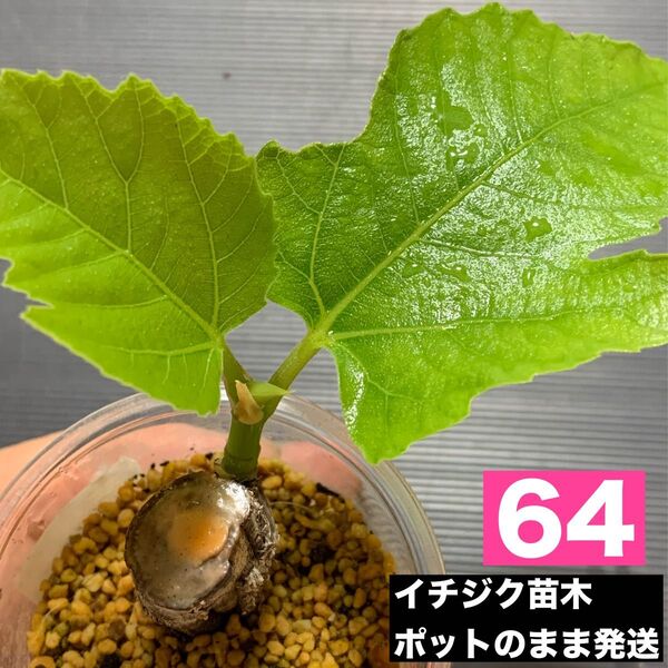 イチジク 苗木 64 蓬莱柿 いちじく フルーツ苗木 苗