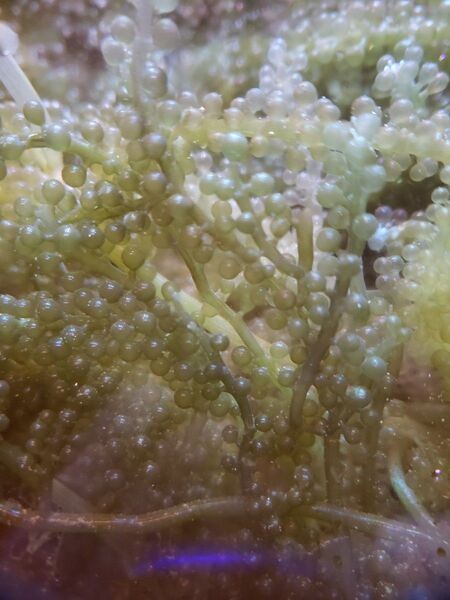 海ぶどう100g以上 リフジウム 硝酸塩