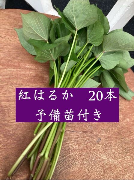 熊本県産 べにはるか 苗 20本 予備苗付き