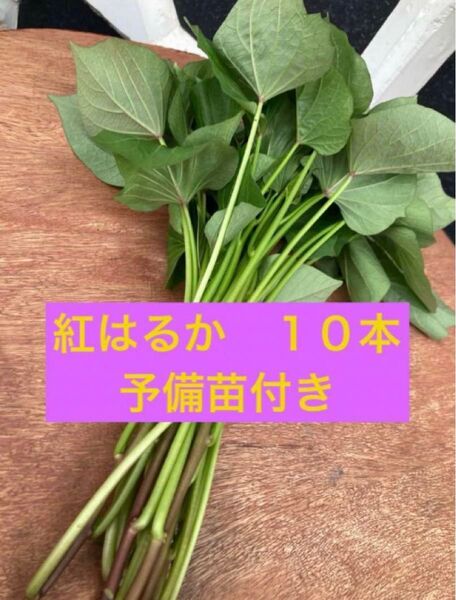 熊本県産 べにはるか 苗 10本 予備苗付き