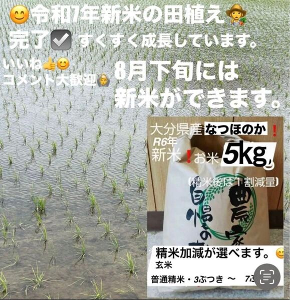 令和6年新米 大分県産なつほのかお米5㎏キロ(精米後4.5キロ)