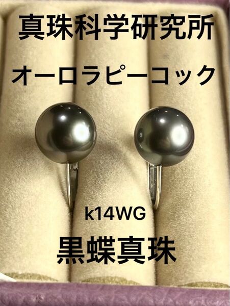 鑑定書付き 黒蝶真珠 K14WGイヤリング オーロラピーコック 9.0mm