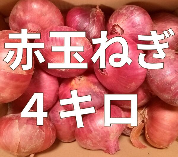 あかたまねぎ◯赤玉葱◯4キロ◯長崎県産