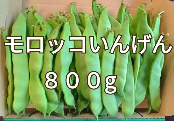 モロッコいんげん☆平莢隠元豆☆800g☆長崎県産