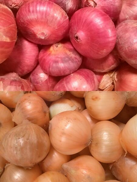 玉ねぎ☆赤玉葱☆4キロ☆長崎県産