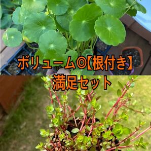 ボリューム◎【根付き】満足セット!!無農薬ビオトープ