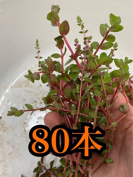 ロタラsphra 80本 無農薬ビオトープ