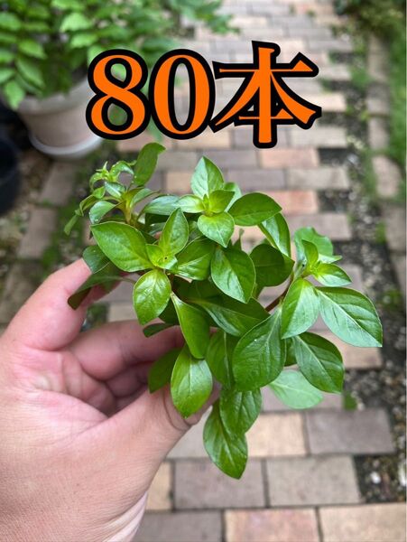 ルドウィジア 80本無農薬ビオトープ