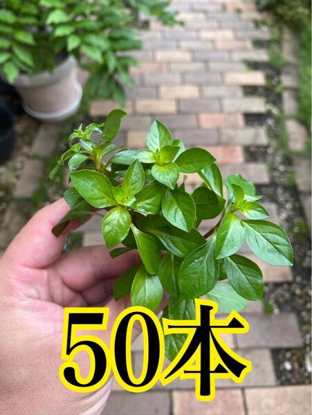 ルドウィジア50本 ビオトープ 無農薬