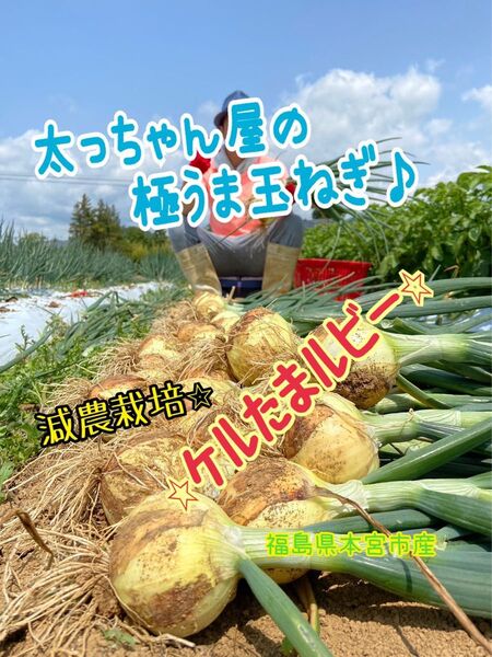 太っちゃん屋の極うま玉ねぎ ケルたまルビー 5kg