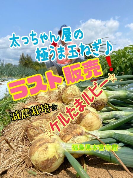 太っちゃん屋の極うま玉ねぎ ケルたまルビー5kg