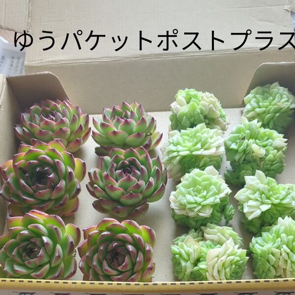 多肉植物 抜き苗 ムーンストーン 白女王エケベリア ゆうパケットポストプラス