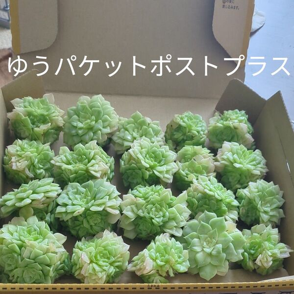 多肉植物 白女王マンガン20個 カット苗 エケベリア お得セット