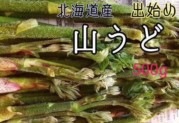 山うど 天然北海道