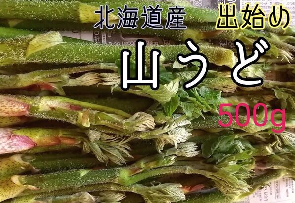 山うど 天然北海道