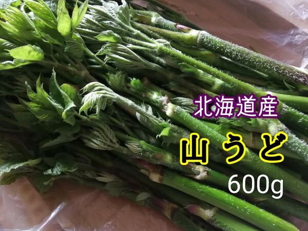 山うど 天然北海道 500→600g増量サービス中