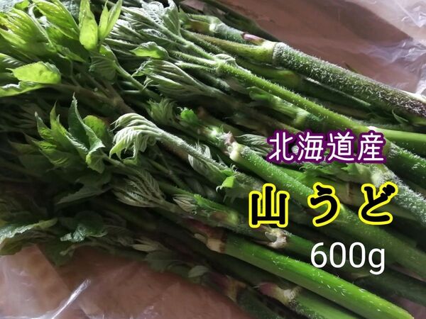 山うど 天然北海道 500→600g増量サービス中
