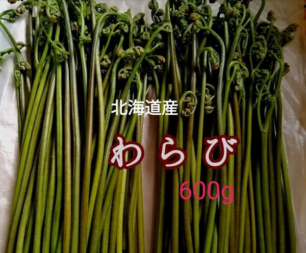 初ものワラビ 天然北海道