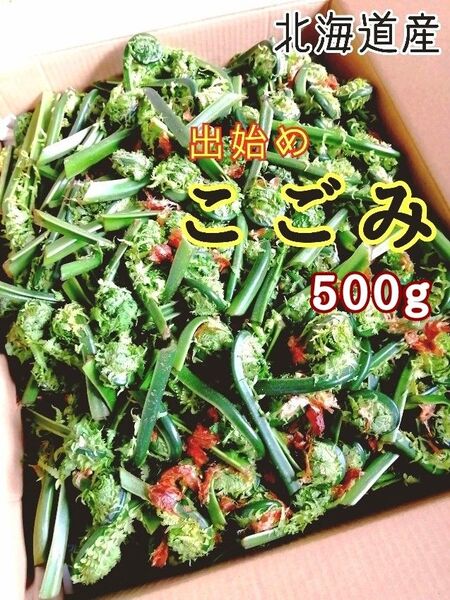 こごみ 天然北海道
