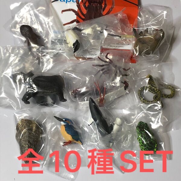 Nature of Japan日本のいきもの01全10種SET